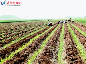 農業生產托管服務 賦能現代農業，繪就鄉村振興新圖景